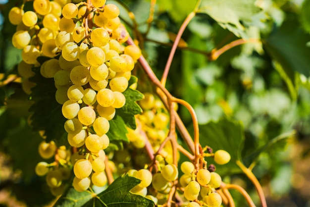 Free photo clusters of ripe juicy green grapes in vineyards selective focus on ripe bunches harvest in autumn