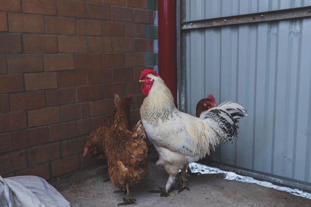 Free photo cock and chicken in yard