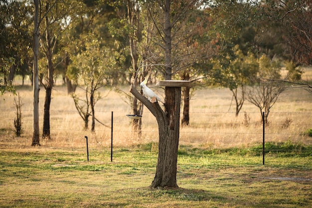 Cockatoo sitting on a tree with a ceramic bird feeder in a tranquil cottage garden