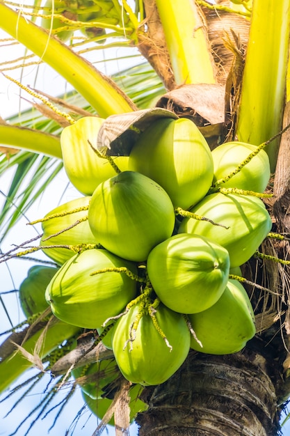 Free photo coconut fruit