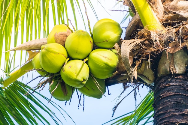 Coconut fruit