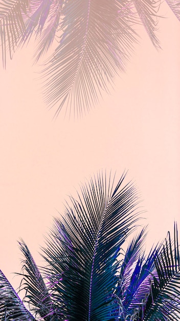 Coconut palm leaves mobile wallpaper