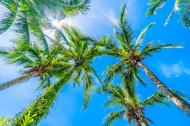 Coconut palm tree on blue sky