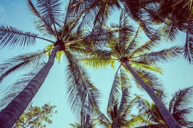 Free Photo coconut palm tree