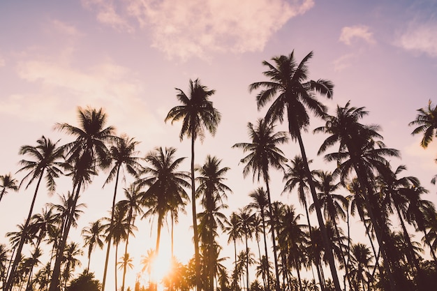 Coconut palm tree