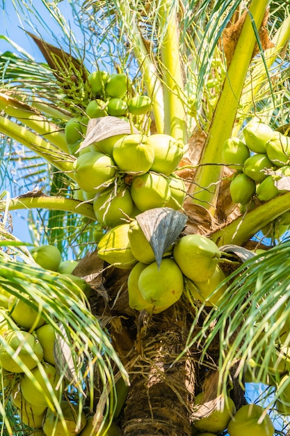 Free Photo coconut palm tree