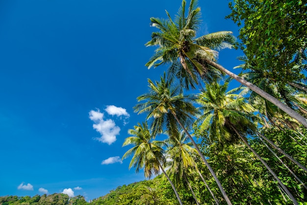 Coconut palm trees and blue sky, Summer vocation