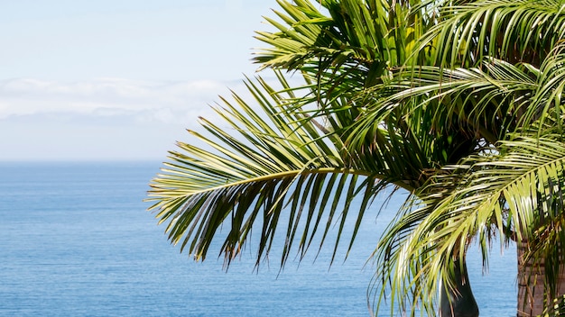 Free photo coconut tree by the sea