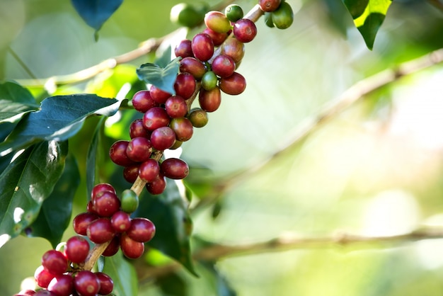 Coffee bean berry ripening on coffee farm