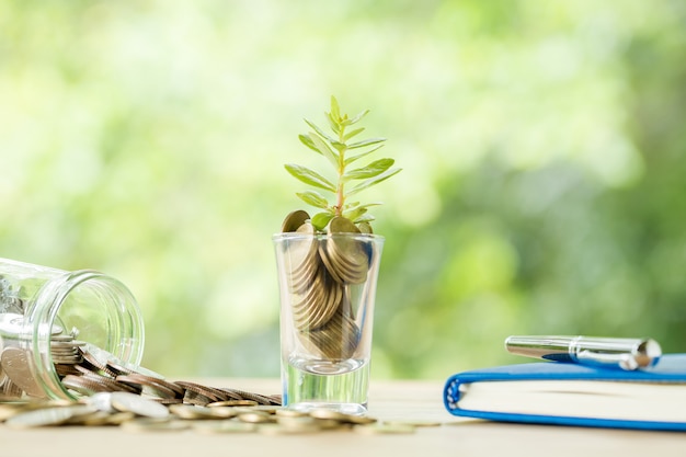 Coins in a glass with a small tree