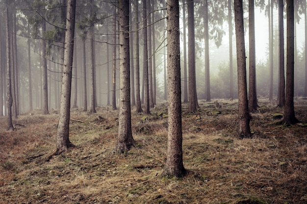 Cold frozen woodland enveloped in fog