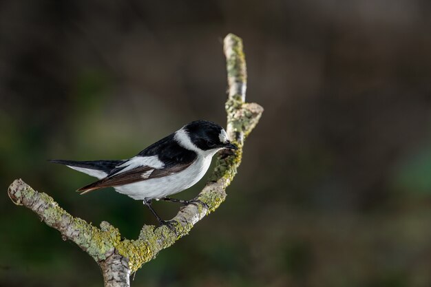 Collared flycatcher, Ficedula albicollis