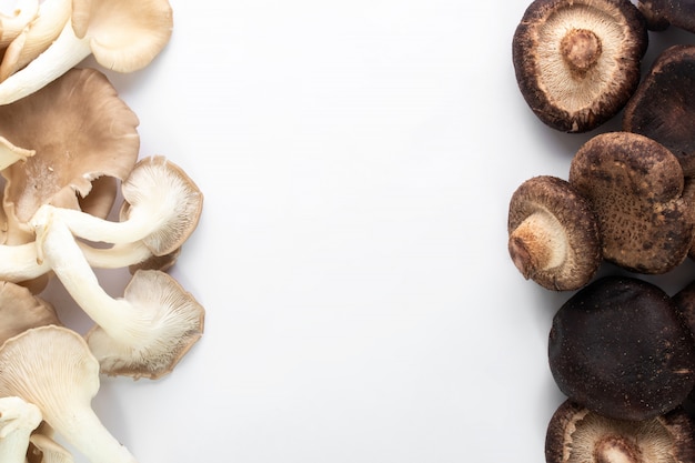 Collected mushrooms fresh white and brown mushrooms on white background