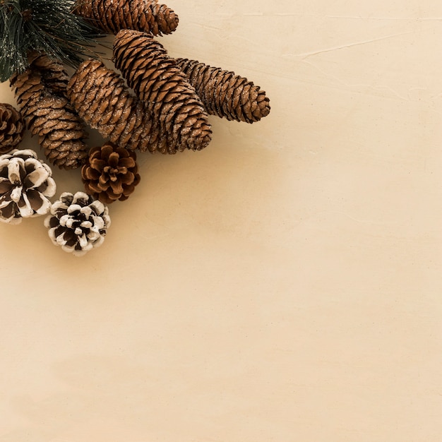 Free photo collection of decorative snags and coniferous twig