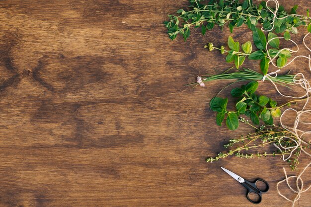 Collection of green plant twigs near scissors