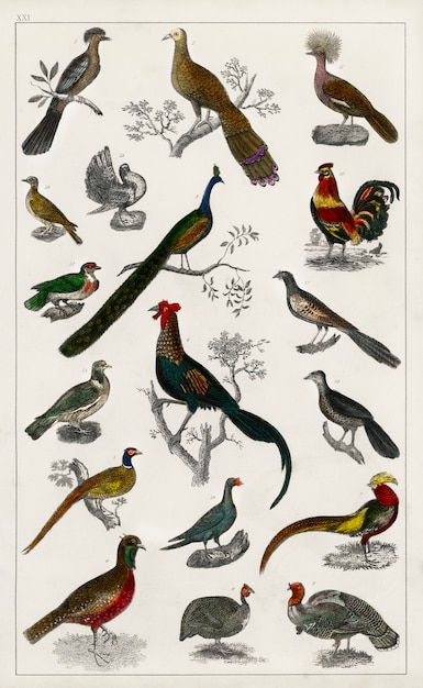 Free photo collection of various birds from a history of the earth and animated nature (1820)