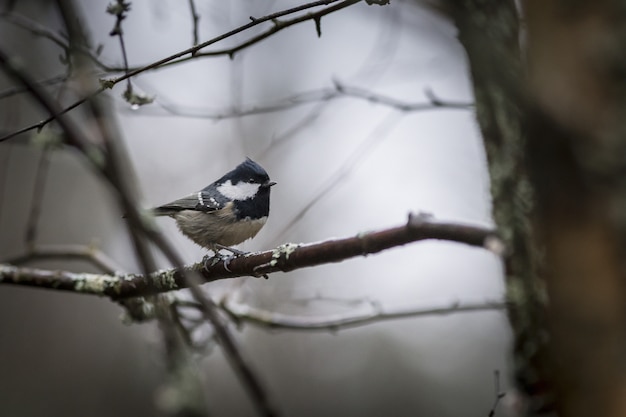 Free Photo colored bird sitting on tree branch