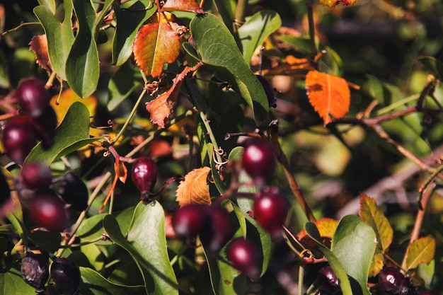 Colored leaves