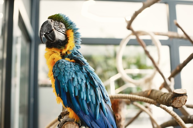 Free Photo colored parrot on a branch. parrot blue yellow and black. beautiful parrot.