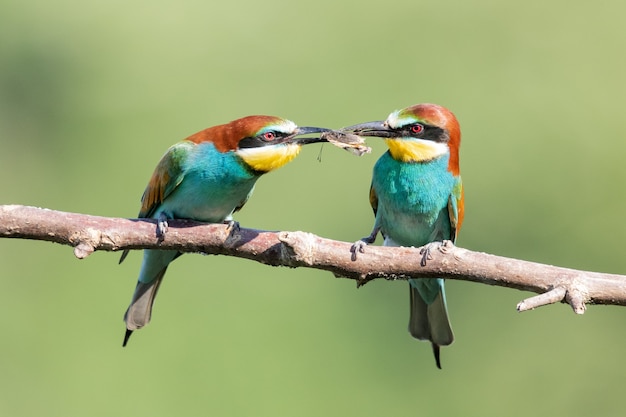 Free Photo colorful bee-eaters sharing food on the tree branch