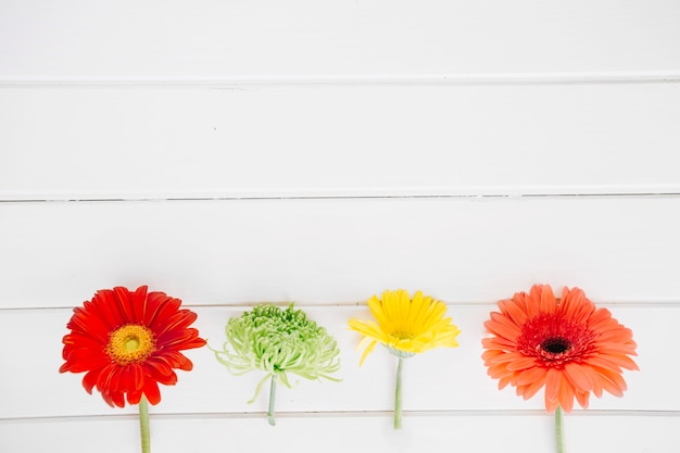 Free photo colorful bright flowers in row