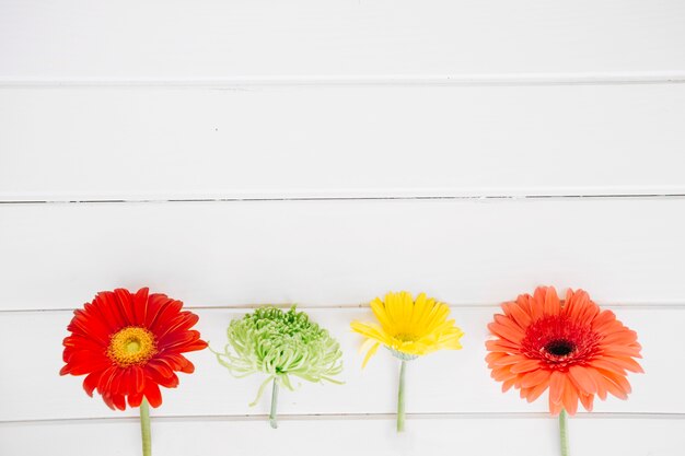 Colorful bright flowers in row