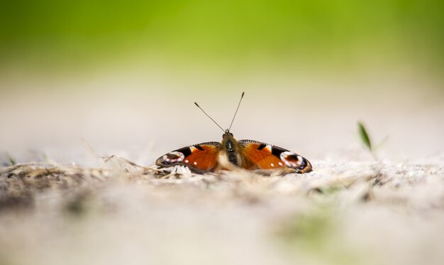 Colorful butterfly on ground close up