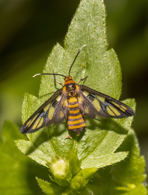 Colorful butterfly on leaf close up