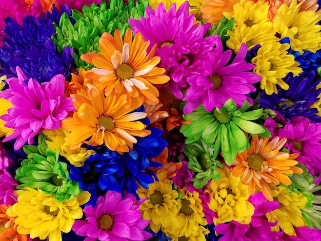 Free photo colorful chrysanthemums