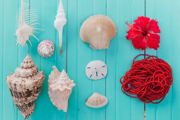 Free photo colorful composition of seashells and red rop