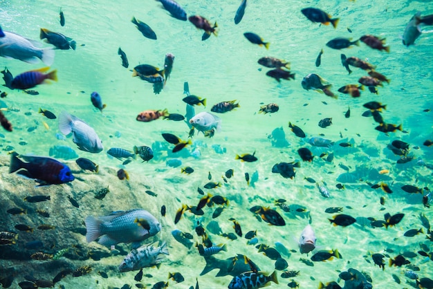 Free photo colorful fish in the underwater