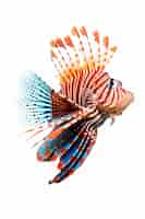 Free photo colorful fish with white background