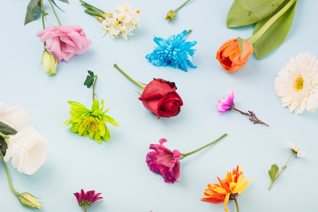 Colorful flowers on blue background