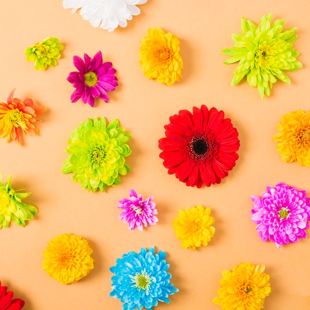 Free Photo colorful flowers on an orange background