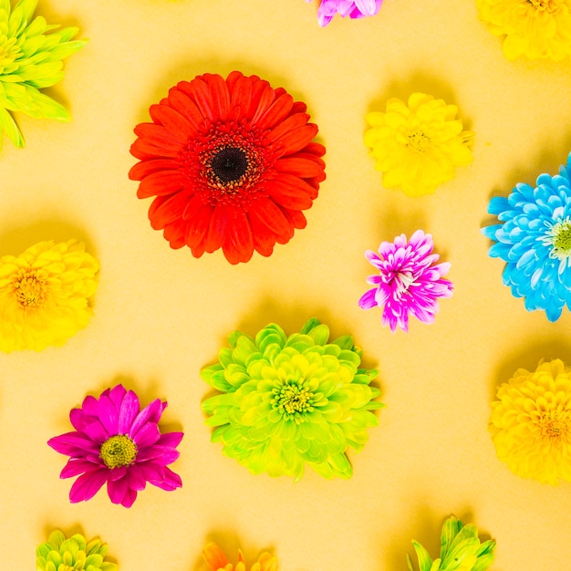 Free photo colorful flowers on yellow background