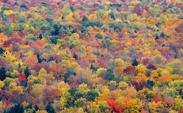 Colorful foliage abstract background in White Mountain, New Hampshire.