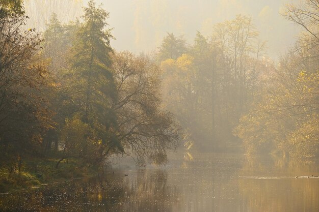 Colorful foliage in the autumn park Concept for colorful seasonal nature background in autumn time