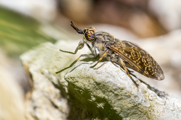 Free photo colorful insect sitting on rock