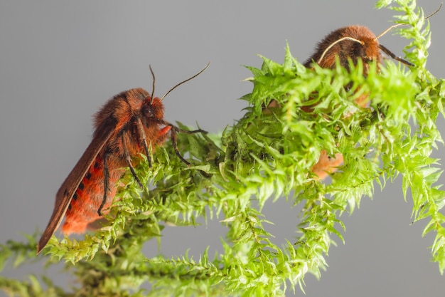 Free photo colorful insects sitting on plant