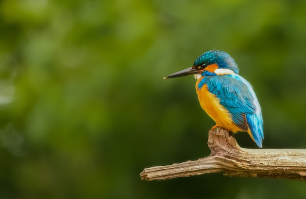 Free Photo colorful kingfisher bird sitting on a tree branch