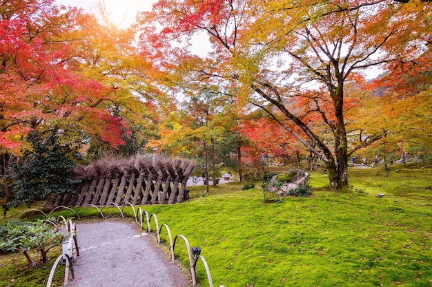 Colorful leaves in autumn. Beautiful park in Japan.