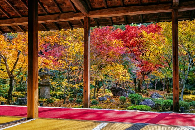 Colorful leaves in autumn park, Japan.