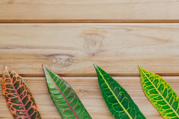 Colorful leaves placed on a brown wood scene.