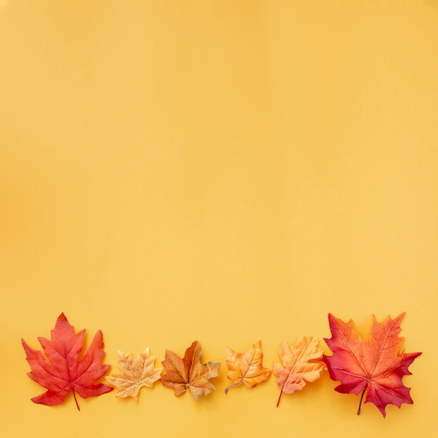 Colorful leaves on yellow background