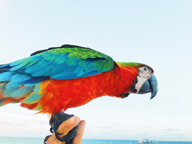 Colorful macaw sits on man's arm