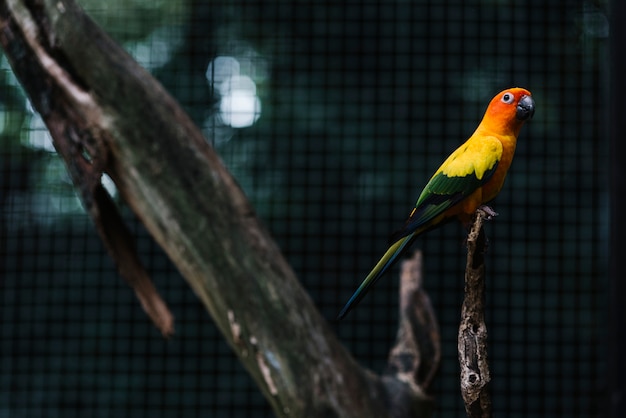 Free photo colorful parakeet on a tree branch