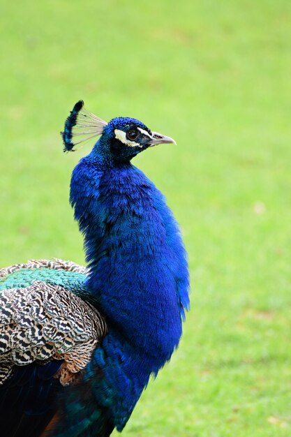 "Colorful peacock outside"