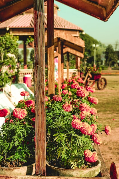 Free photo colorful potted plants