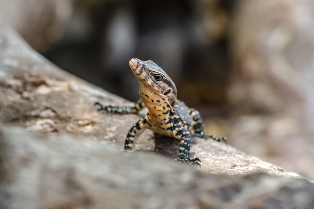 Colorful reptile sitting on rock