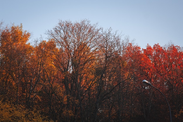 Free Photo colorful trees in autumn with the sky in the background - perfect for a wallpaper